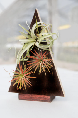 AIR PLANT ARRANGEMENTS & WREATHS- HOLIDAY