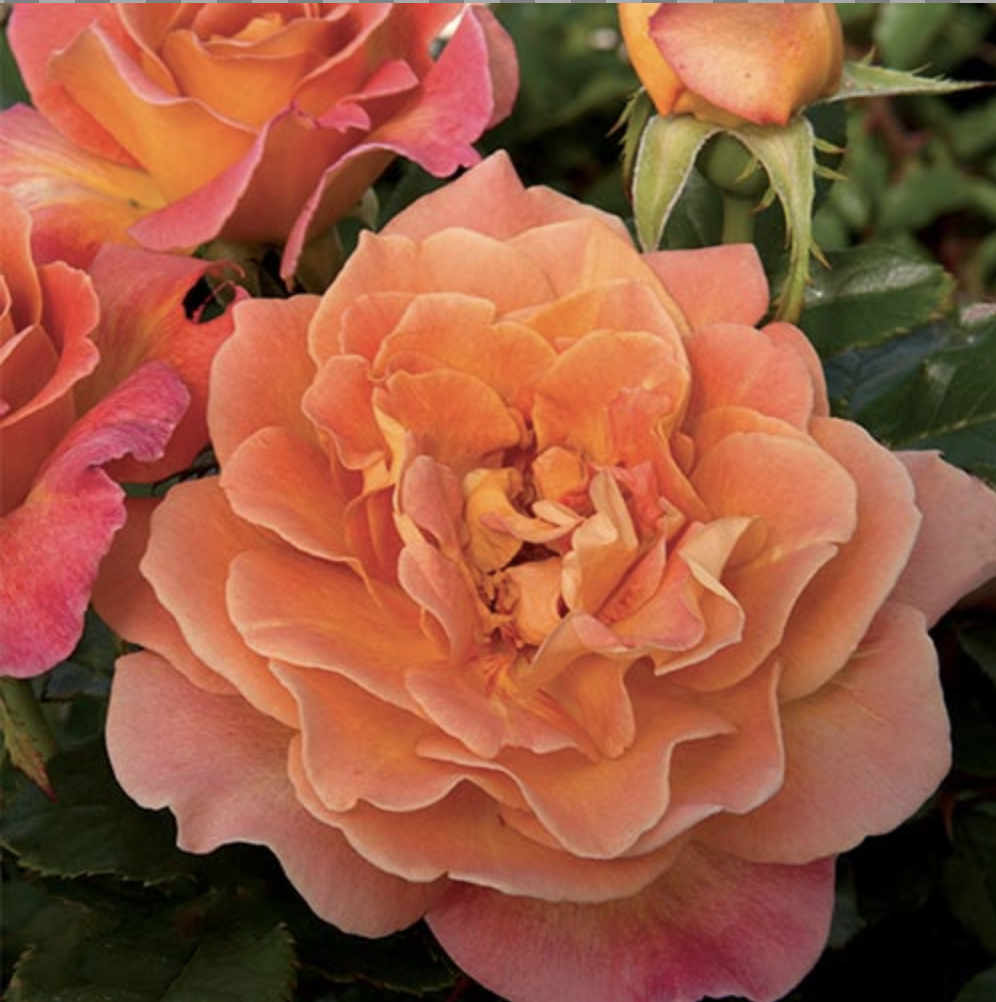 Weeks Roses Rosie the Riveter – Store – The Plant Foundry