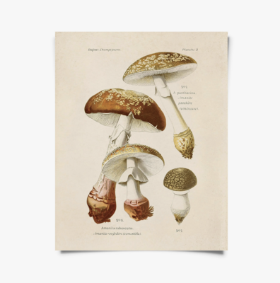 CP Vintage Blusher Mushroom Print M038