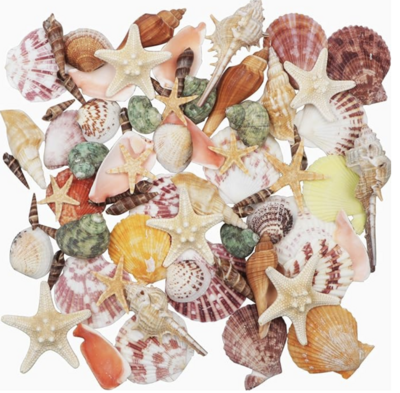 AM Assorted Mixed Beach Seashells Assorted 1.5