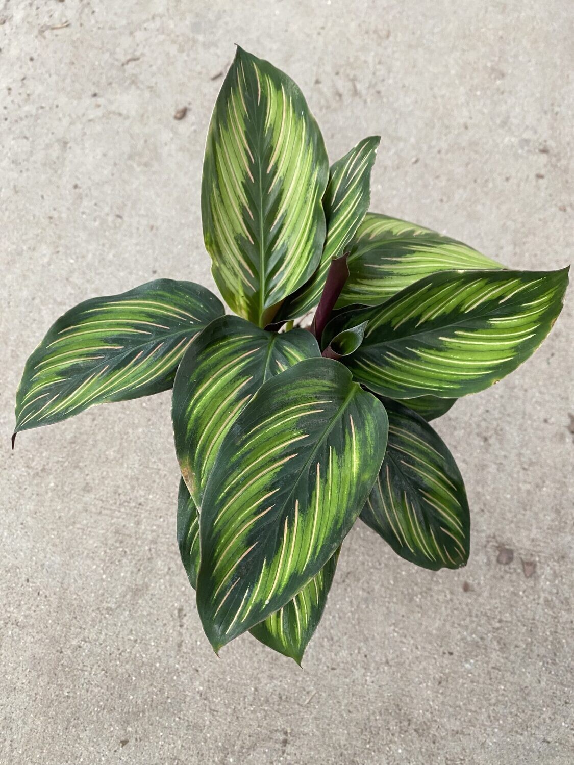 CG 4" Calathea Beauty Star 29916