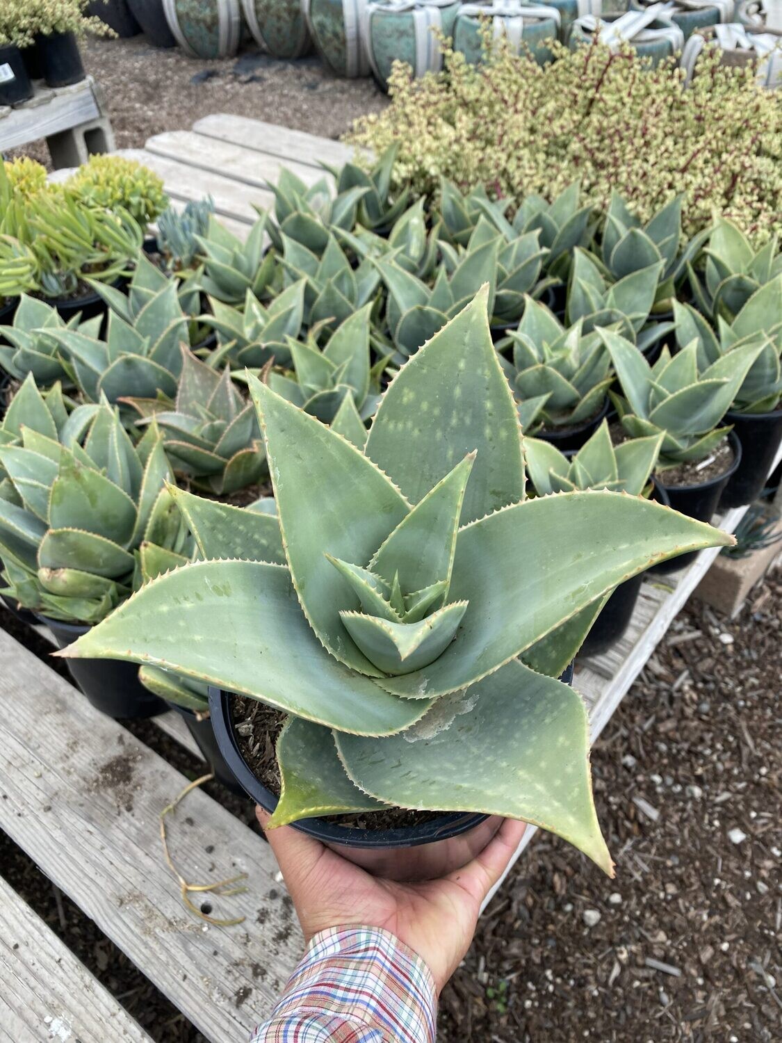 Aloe hybrid by John Bleck - Mountain Crest Gardens