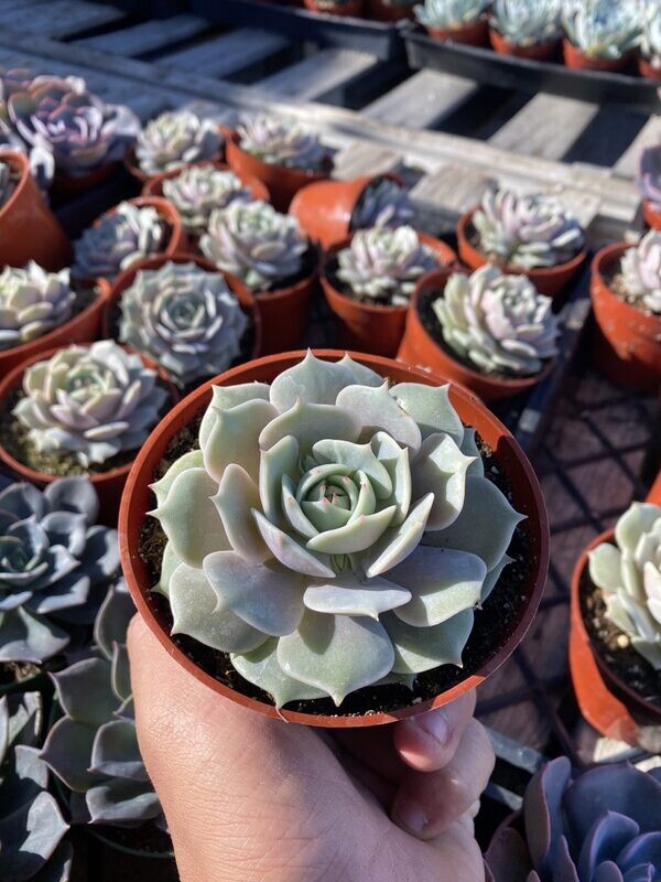 CG 4" Echeveria Lola 30671