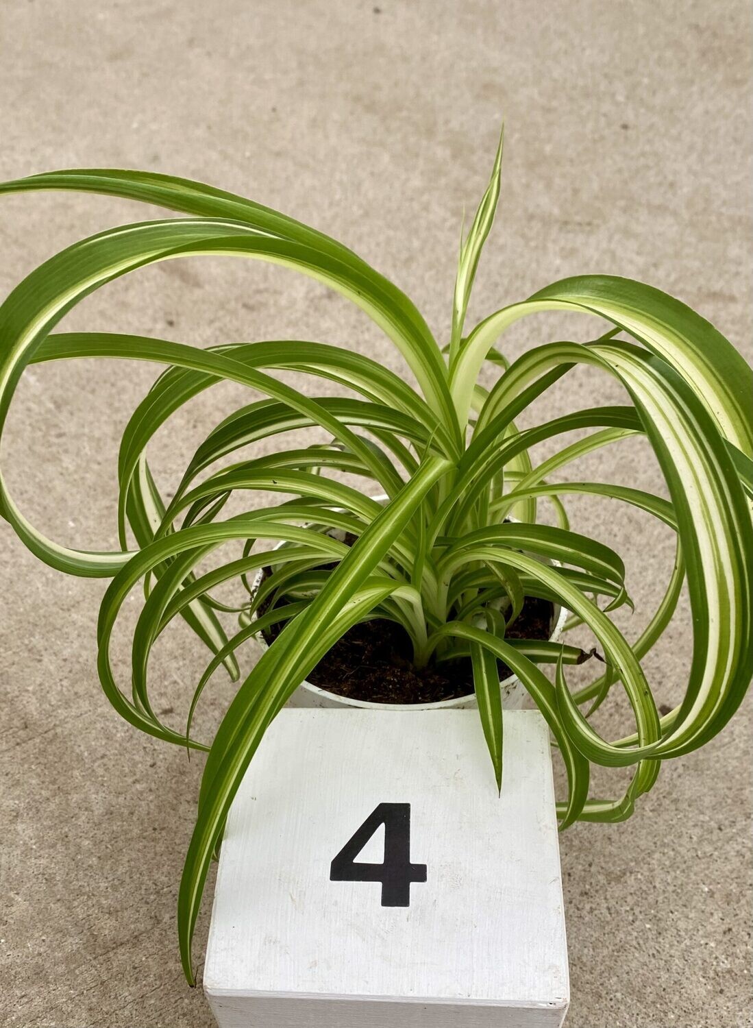 CG 4" Chlorophytum Spider Bonnie 27290