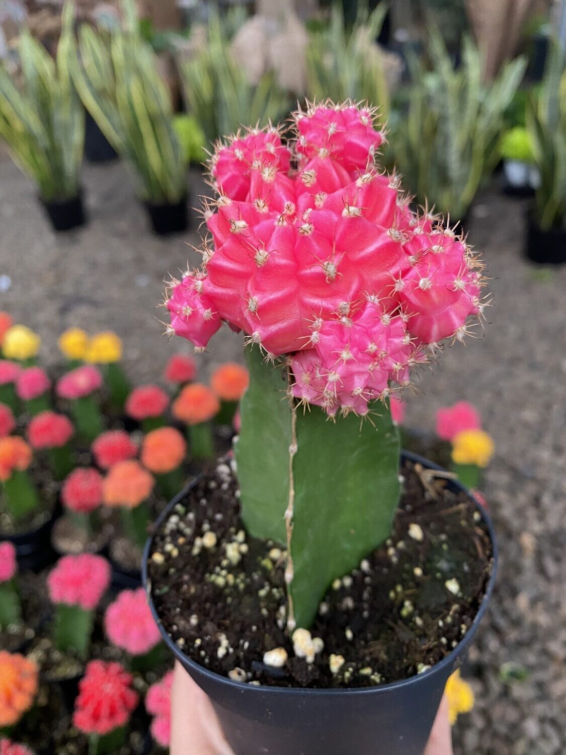 CG 4" Grafted Cactus Pink 28104