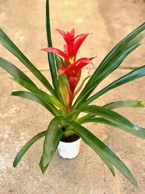 CG 4" Guzmania Hybrid-Red 35091