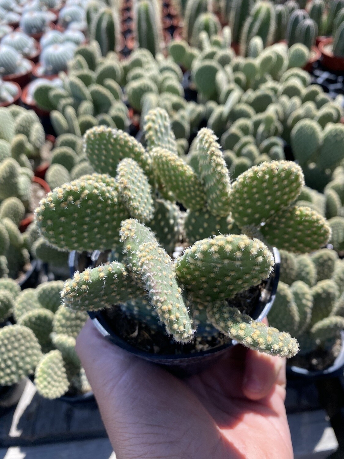 CG 4" Opuntia Microdasys Yellow 33994