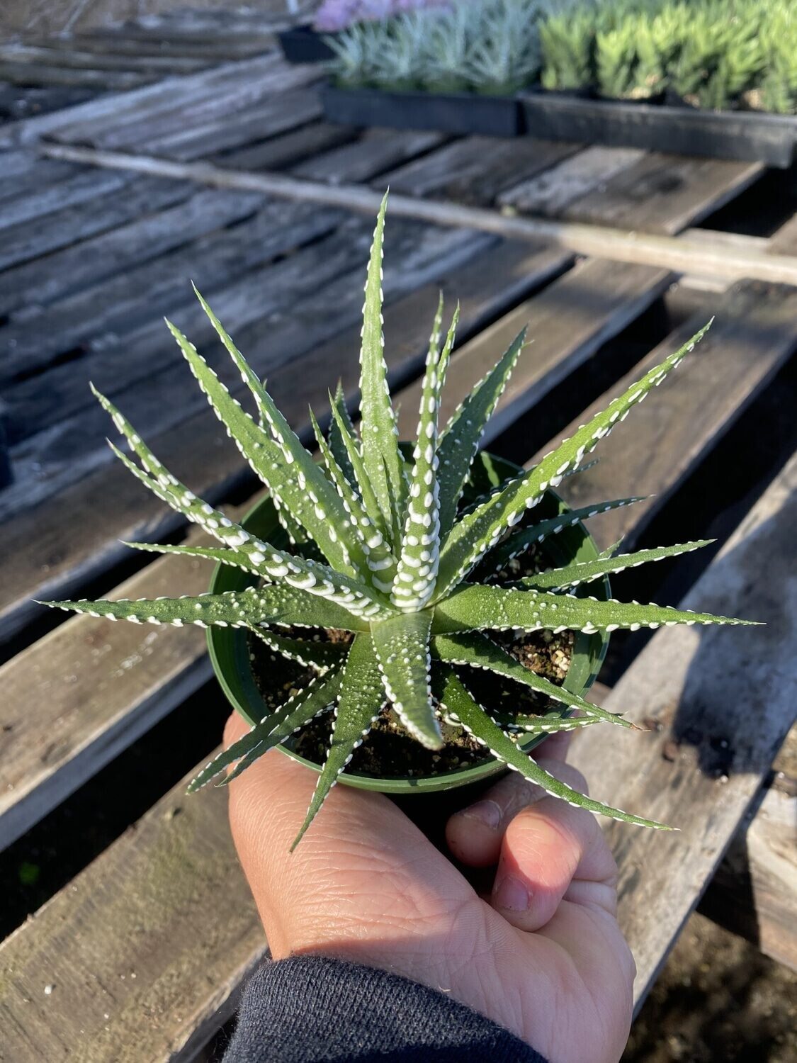 CG 4" Haworthia Zebra 30512