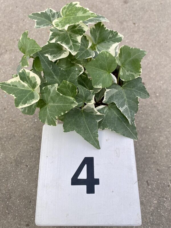 CG 4" Ivy, Glacier 13039