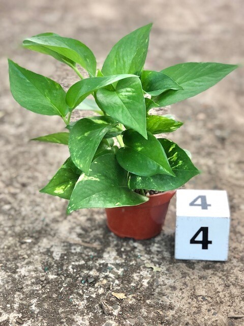 CG 4" Pothos, Golden 13021