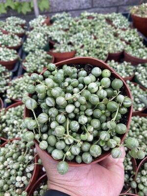 CG 4" Senecio 'String of Pearls', Variegated 33018