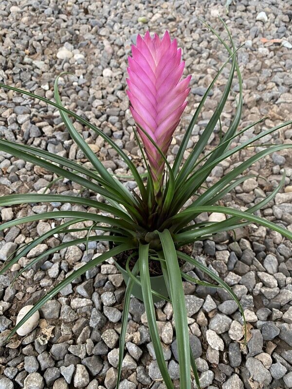 CG 4" Tillandsia Cyanea 14242