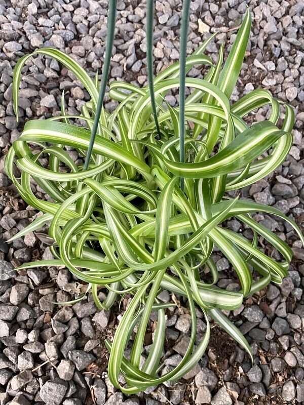 CG 6" Chlorophytum Spider, Bonnie 13525