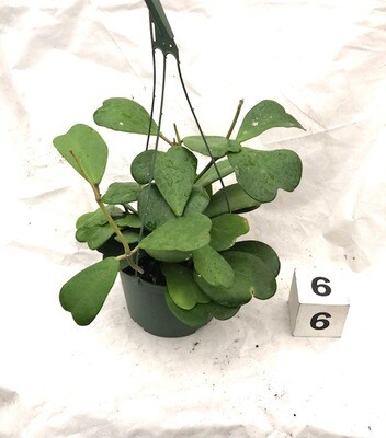 CG 6" Hoya Kerri, Vine Green 32010