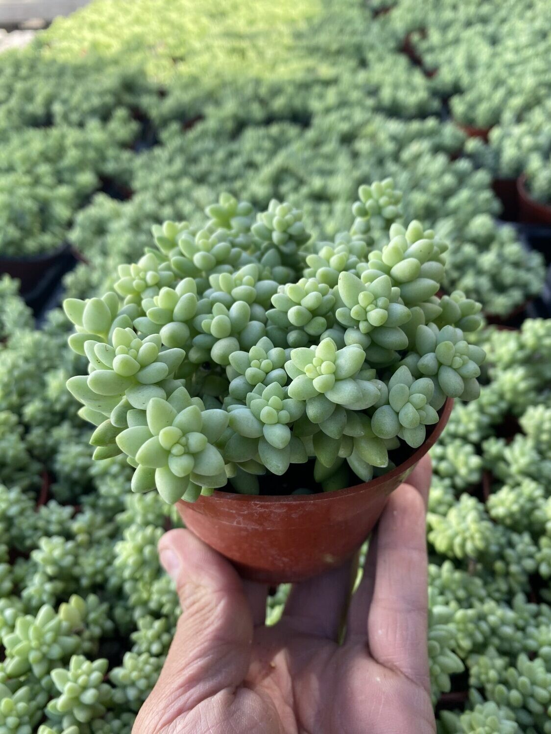 CG 4" Sedum Morganium "Donkey Tail" 34010
