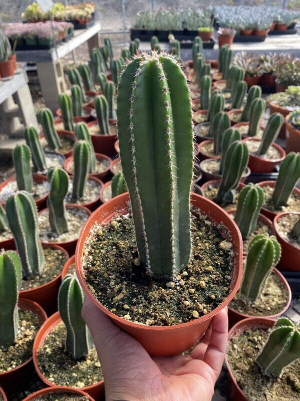 CG 6" Pachycereus Marginatus "Mexican Fence Post" 35538