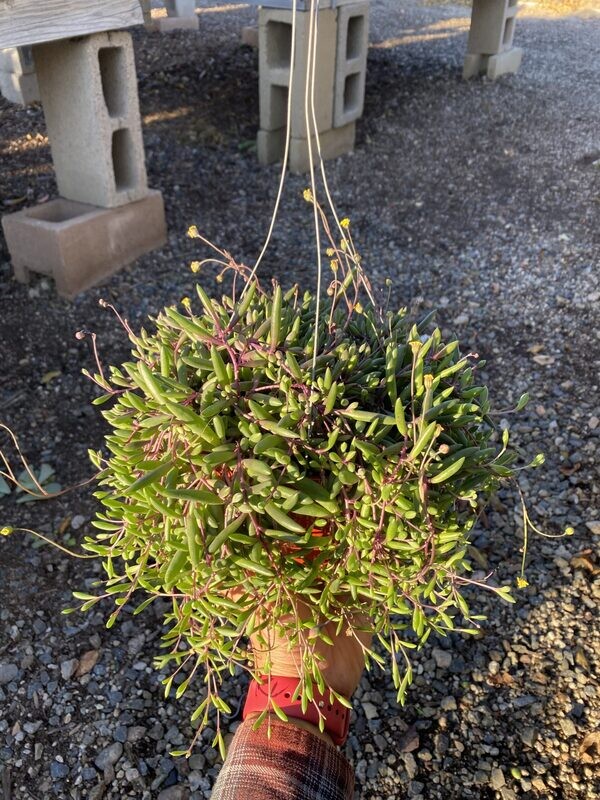 CG 6" Othonna Capensis "Ruby Beads" 30400