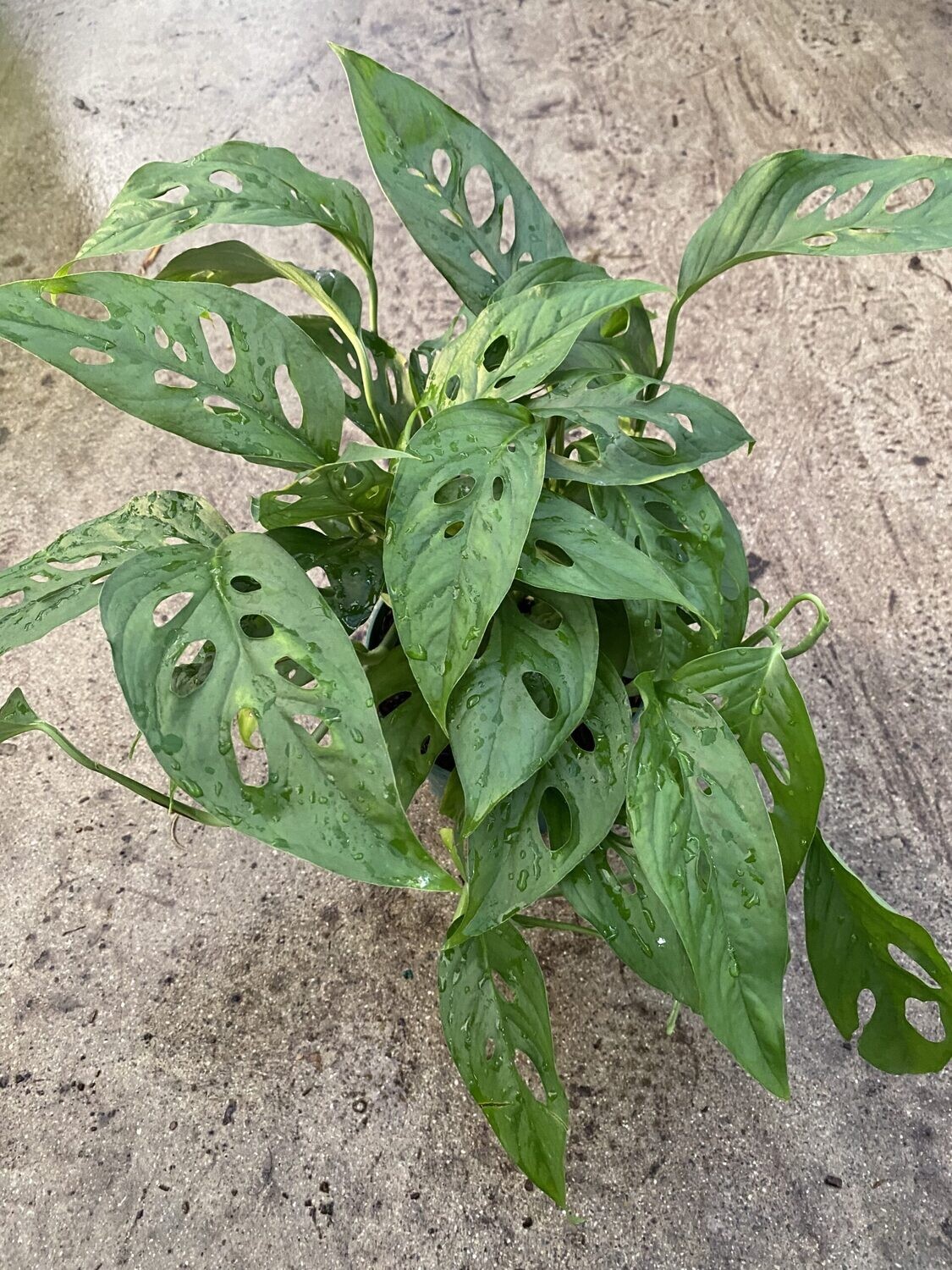 CG 6" Philodendron Adansonii 'Swiss Cheese' 32875