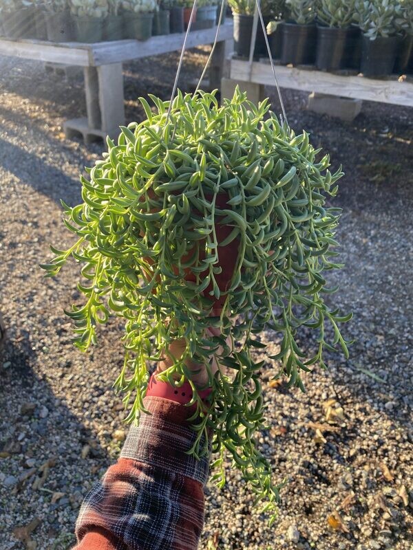 CG 6" Senecio Radicans "String of Bananas" 12425