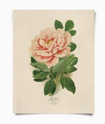 CP Vintage Botanical Peony Flower Print