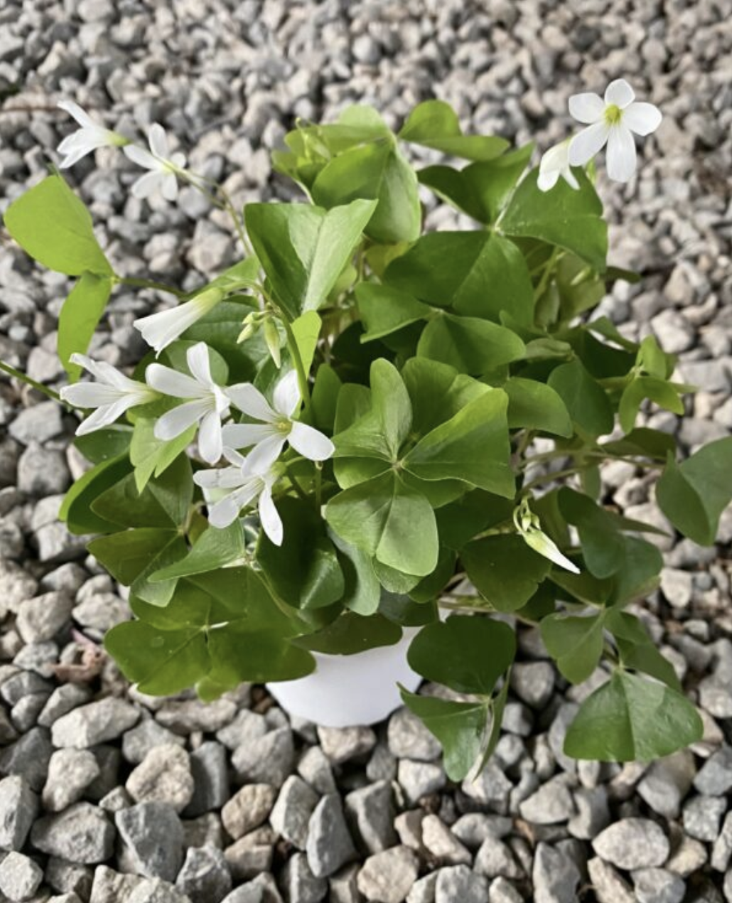 CG 4" Shamrock 31411