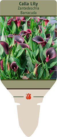 NBC Zantedeschia (Calla Lilly) Barracuda 