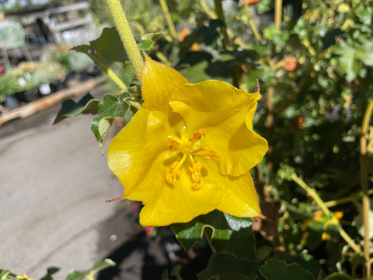 Griggs 5Gal Fremontodendron 'California Glory'