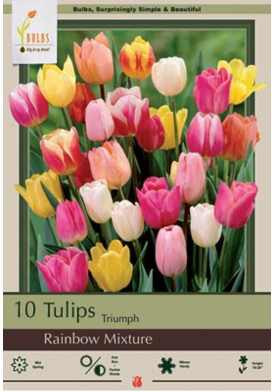 NBC Tulip Rainbow Mix 