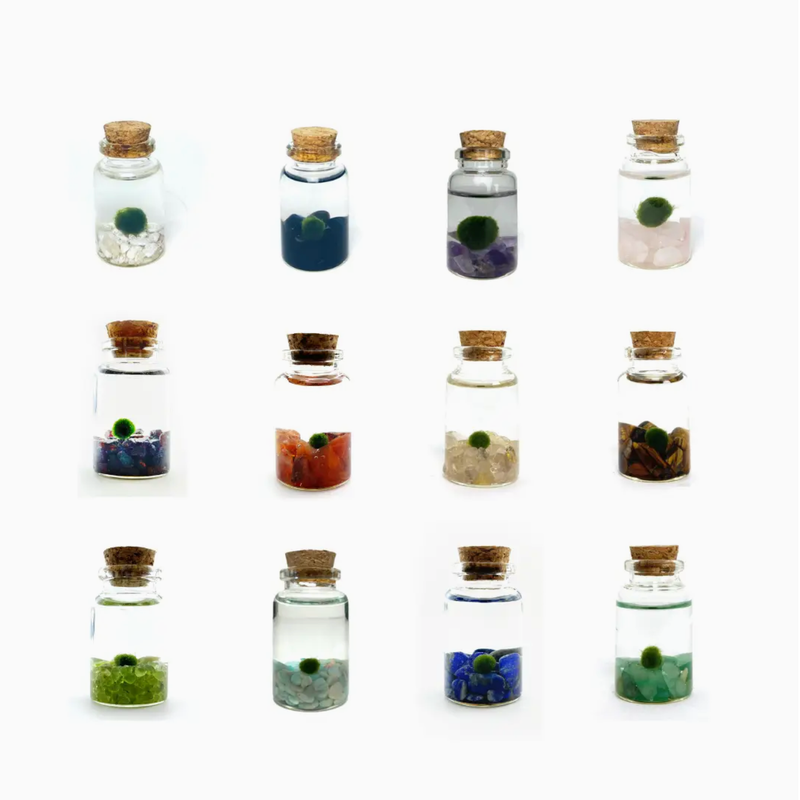 Moss Amigos Tiny/ Nino Moss Ball Jar Stones