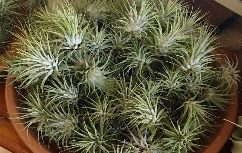 Air Plants Tillandsia - Small Ionantha 