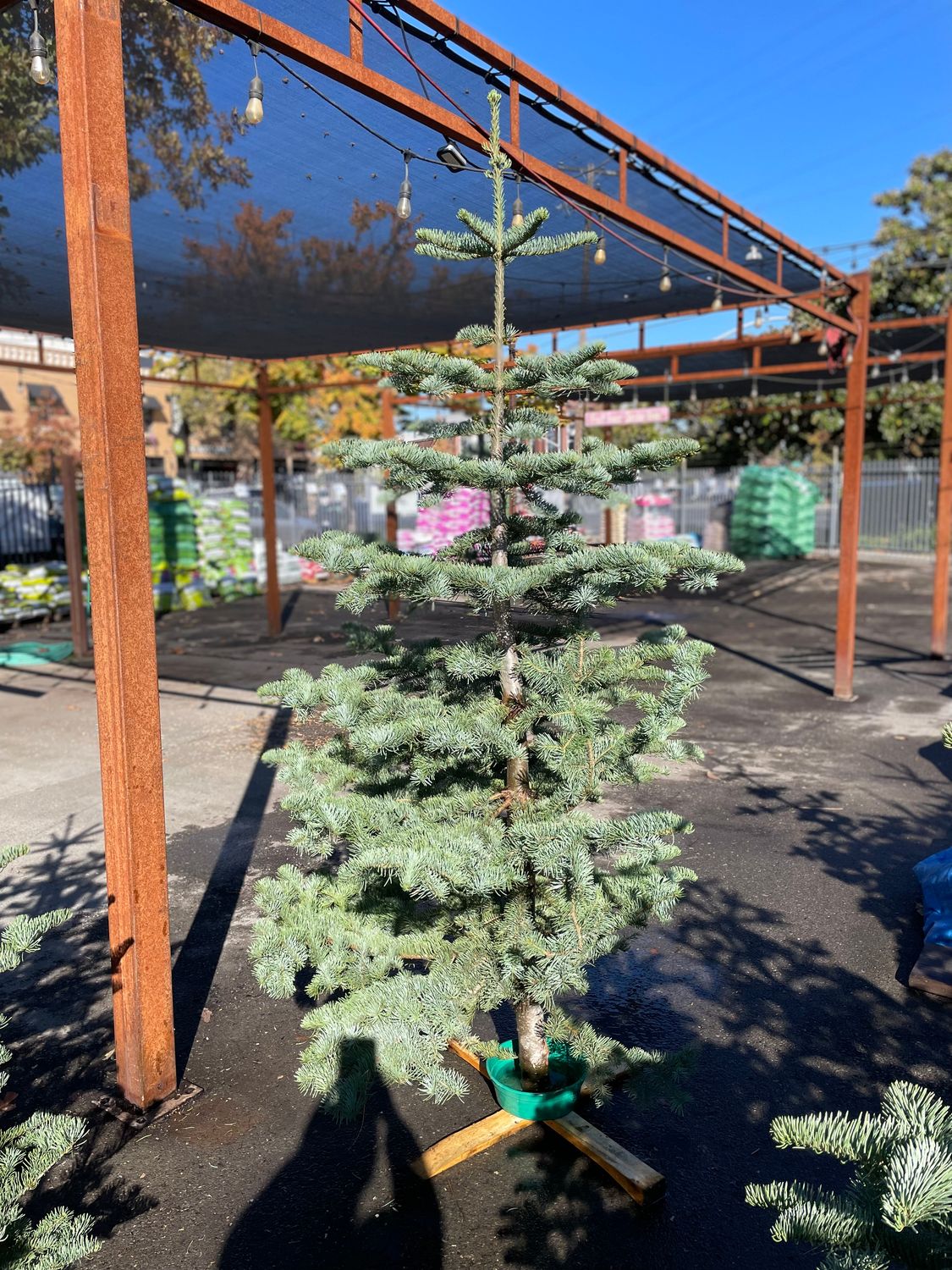 ABC Silvertip Fir 6/7' $104.99