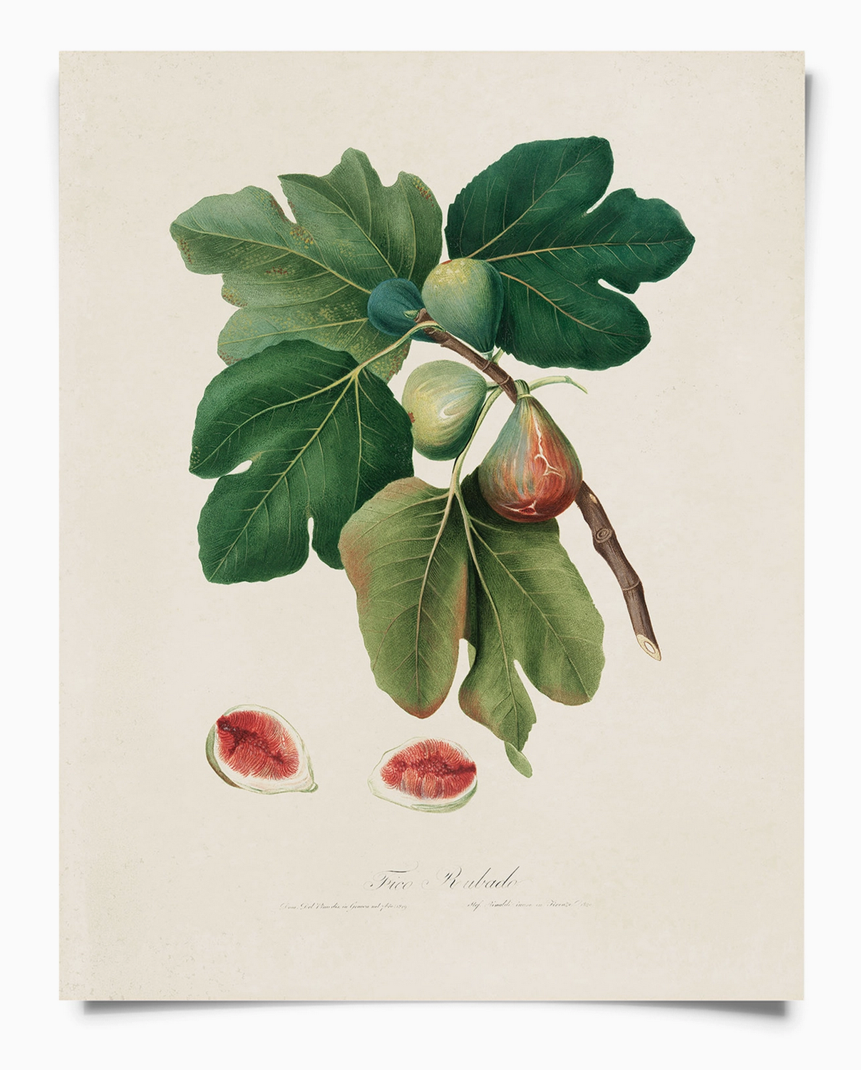 CP Vintage Botanical Italian Fig Tree Pring B069