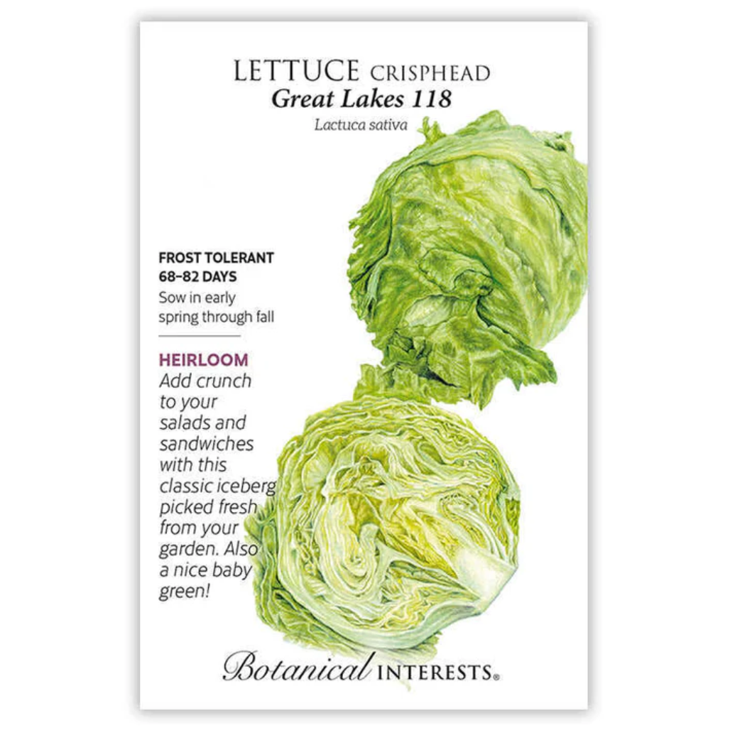 BI Lettuce Crisphead Great Lakes 0024 
