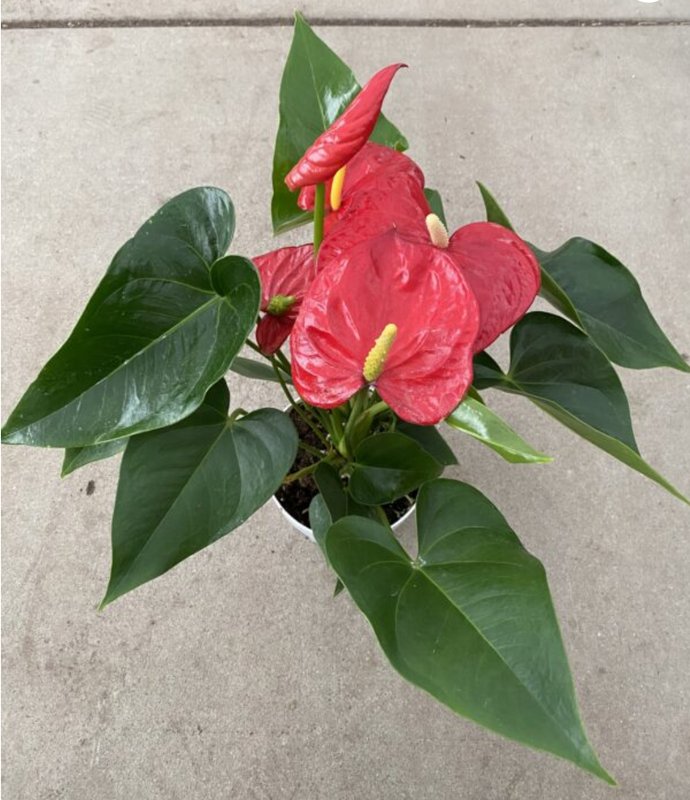 CG 6" Anthurium, Red 29110