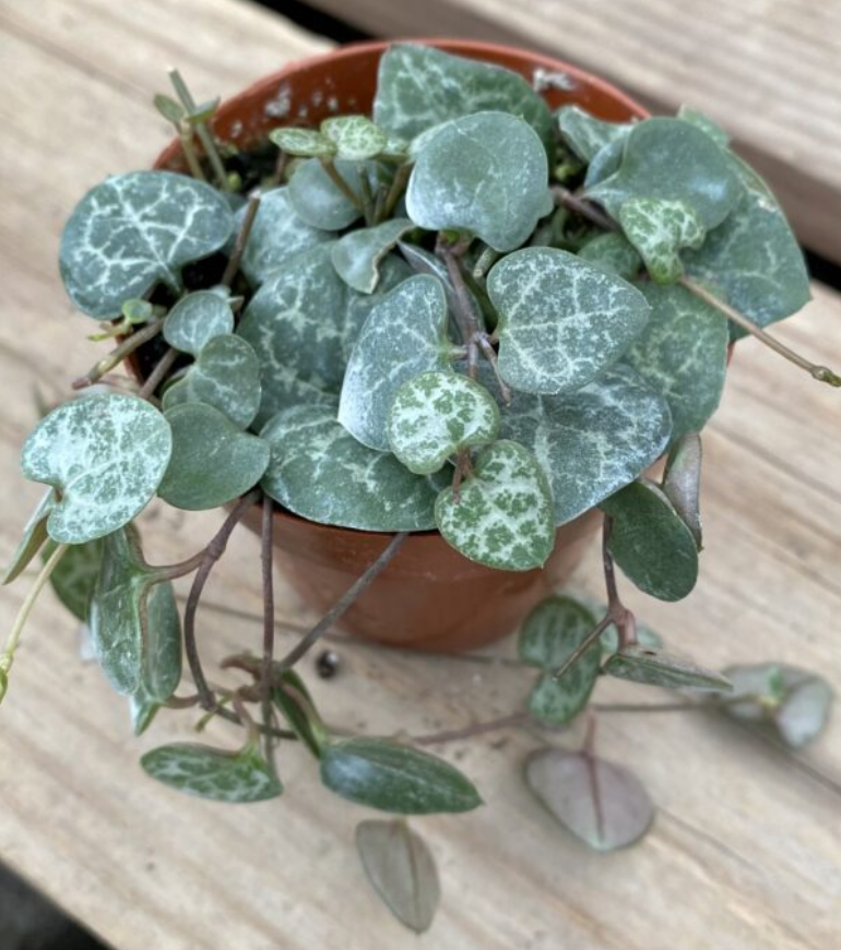 CG 3" Ceropegia 'String of Hearts' 31782