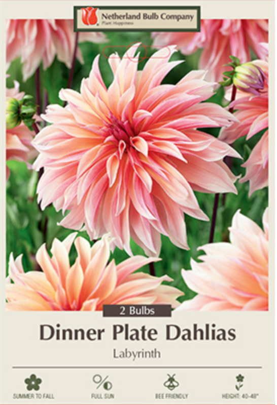 NBC Dahlia Labyrinth 
