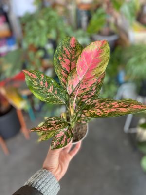 Blooming & Green Plants