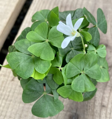 Shamrock Plants
