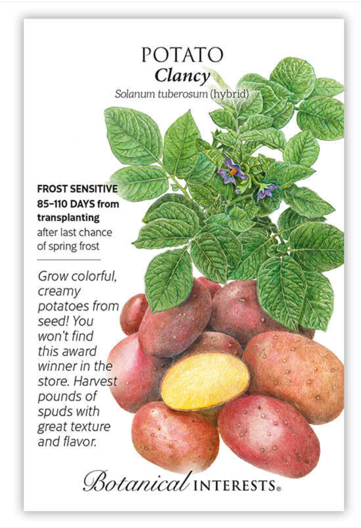 BI Potato Clancy Hybrid 0002