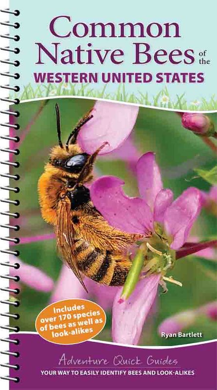 Adventure Keen Common Native Bees of Eastern US Quick Guide - Booklet