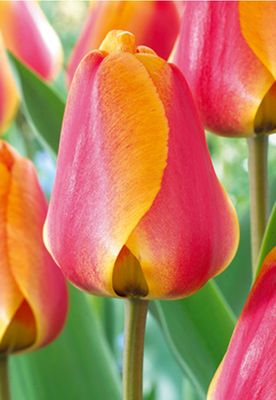 BULBS- FALL COLLECTION