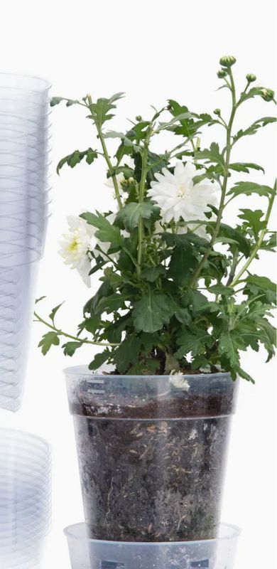 D'Vine Dev Clear Nursery Pot w/ Interlocking Saucer - 6.5"x7"