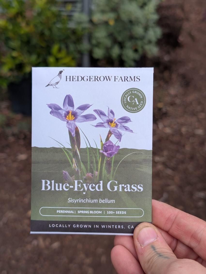 Hedgerow Farms Sisyrinchium  Blue Eyed Grass