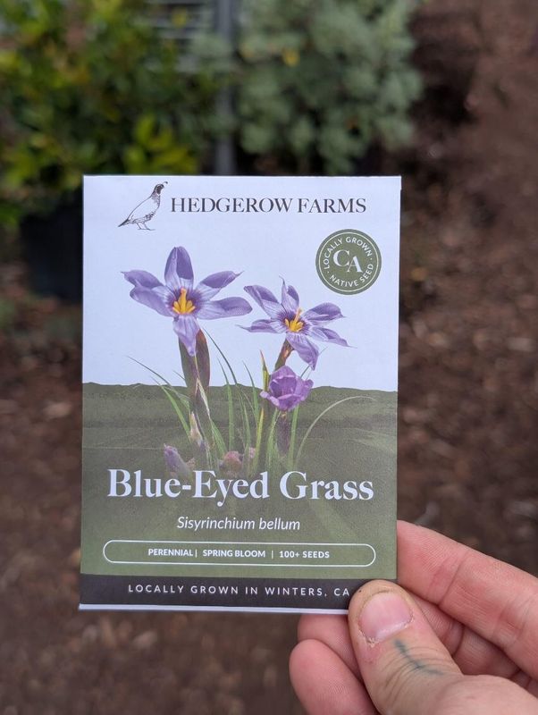 Hedgerow Farms Sisyrinchium  Blue Eyed Grass
