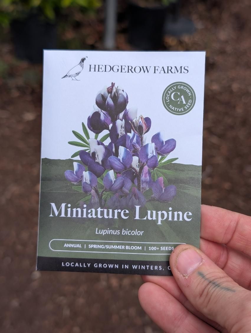 Hedgerow Farms Lupine Miniature