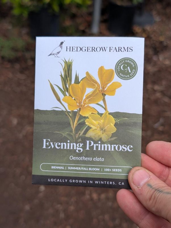 Hedgerow Farms Oenothera Evening Primrose