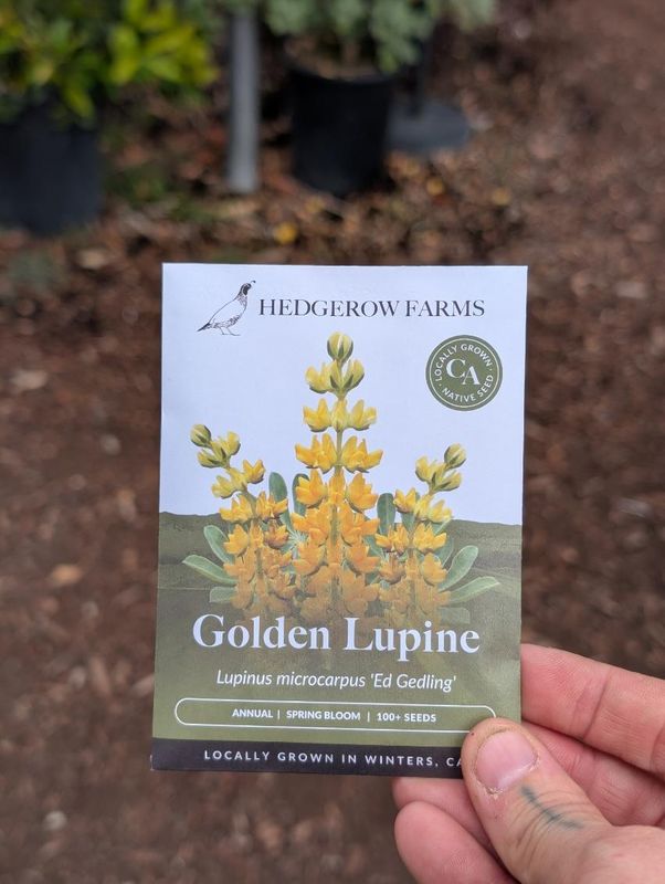 Hedgerow Farms Lupine Golden