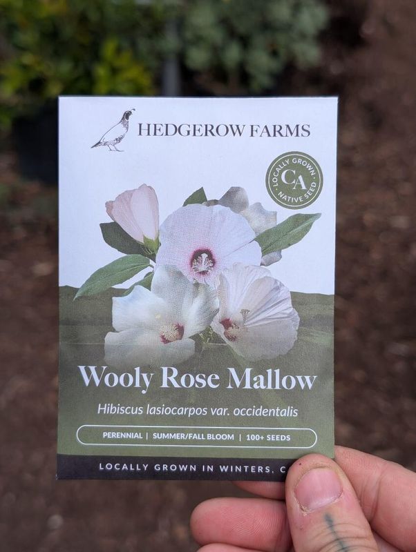 Hedgerow Farms Hibiscus Wooly Rose Mallow
