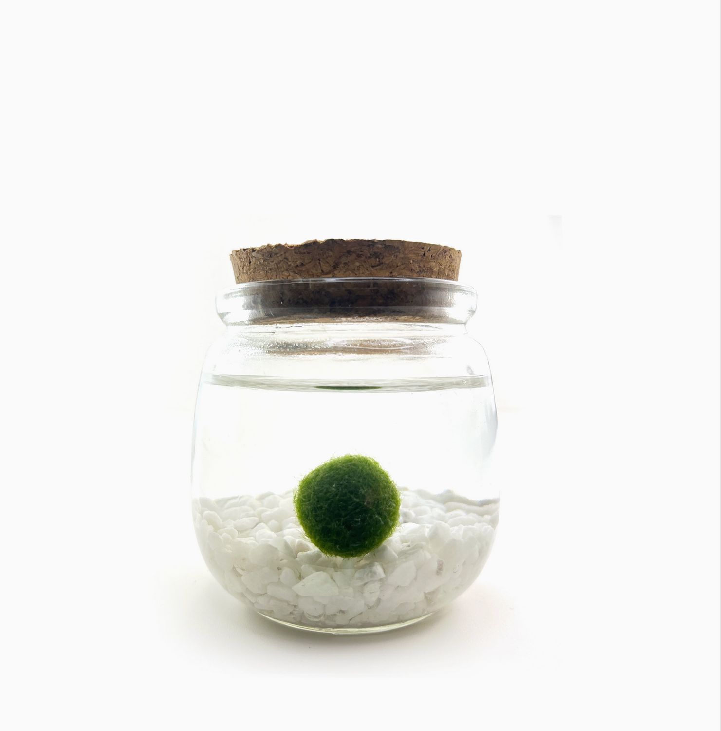 Moss Amigos Medium/ Classic Moss Ball Jar Stones