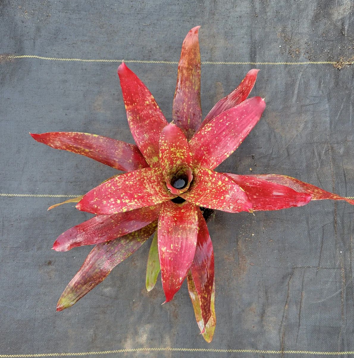 Rainforest Flora 6" Neoregelia Lluvia N10102